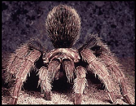 tarantula